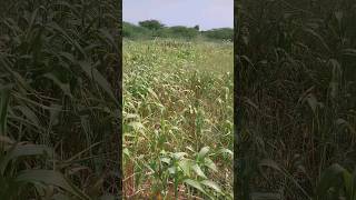 chomasu juvar Gujarat #farming #youtubeshorts