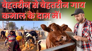 अब आसान हो गया बेहतरीन गाय खरीदना! ✨ 1 of Biggest dairy Farms in India | Cow Records \u0026 Documents