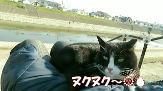 【ワレニャン】寒い日と暖かい日の猫さん Cat on cold and warm day