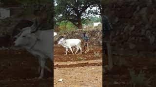 மாடுகள் ஏர் உழவு #பாரம்பரிய உழவு முறை #ploughing the field using desicows.@leelasvillage7943