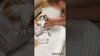 お姉ちゃんから溺愛されてるななちゃん🐶#シーズー #시추 #可愛い #犬 #dog #犬