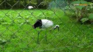 タンチョウ（釧路市動物園）