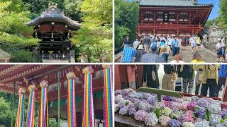 鶴岡八幡宮・七夕祭りと花手水 Tsurugaoka Hachimangu \u0026 Tanabata 横浜発 \