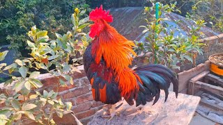 rooster crowing compilation