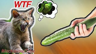 Funny Cat scared of Cucumber - Cats vs Cucumbers videos compilation - Try not to Laugh or Grin