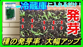 種の発芽率が大幅アップ！冷蔵庫で簡単に確実な発芽方法！【ほうれんそう】【にんじん】【レタス】【ブロッコリー】【玉ねぎ】【ハクサイ】など。初心者さんにオススメです！