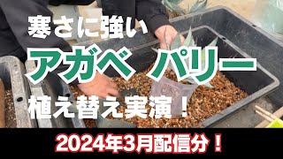 2024年3月配信分！寒さに強い アガベ パリー 植え替え 実演！