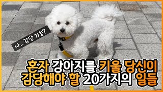 혼자서 강아지를 키울 당신이 감당해야 될 20가지 일