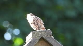 Deux chants différents du bruant chanteur! Two differents songs of the song sparrow!