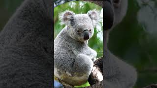 Koalas #nature #animallover