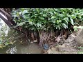 2. Project TALISMan- Mangrove Nursery