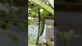 Butterfly caterpillar 🐛#shorts #caterpillar #puzhu #പുഴു #nature #anaswara_m_balan