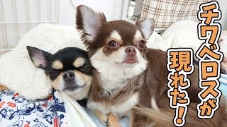 双頭のチワベロスが現れた！ 🐶ひみつきちなう！②🐶(チワワ,ケルベロス) 2019年7月16日