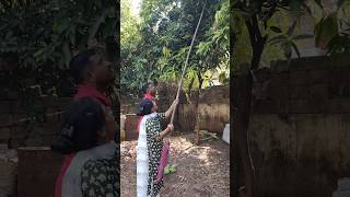 ||ఎరువుగా ఆవు పేడ|| #mangoes #harvesting #in #house #viralshots #vaaraahirishi