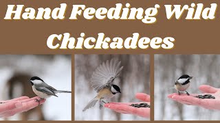 Hand Feeding Wild Chickadees!