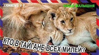 Львиная новость №7. Львята