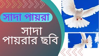 সাদা পায়রা। সাদা পায়রা নাটক।পায়রার ছবি।