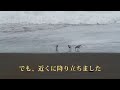 ミユビシギ　砂浜のランナー　sanderling