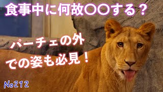 No212 イトが食事中に突然〇〇⁉ パーチェも外で大はしゃぎ！　#円山動物園