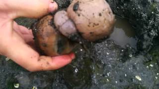 Digging up a moon snail!