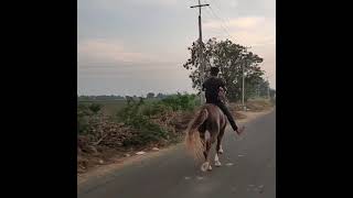 Vechvano Che,  Reval 30,32  and Running Horse Thod no Ghodo he (contact:99246 25093)