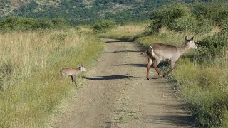 Black Rhino Reserve, Pilanesberg, 2023-13-03