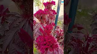 Beautiful Flowers in Islamabad #2024 #flowers #beautiful #islamabad #winter #youtubeshorts #shorts