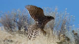 Capturing Nature's Beauty: Utah Wildlife \u0026 Landscape Photographs