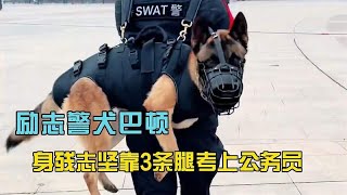 励志马犬巴顿，天生残疾被建议安乐死，靠3条腿逆天改命当上警犬