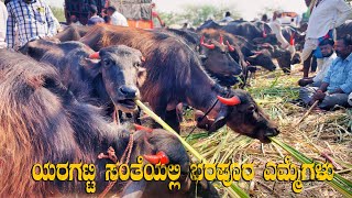 Yaragatti Buffalo Market in Karnataka | Best Buffalo Market in Belagavi District