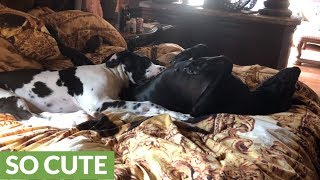 Puppy adorably snuggles on top of Great Dane