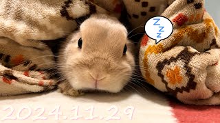 【朝からぬくぬく】毎日の30秒ひなちゃん🐰✨【2024.11.29のひな】[うさぎ]