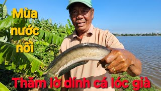 1255 l Thăm lờ về làm món lẩu cá lau kiếng l Fish