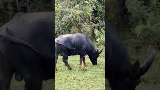 Wild buffalo grazing in the  rain🌧️ 🦬 #yalanationalpark #wildlife #nature