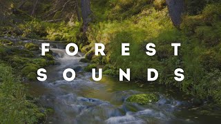 FOREST, RIVER AND BIRDS SOUNDS FOR RELAXATION, MEDITATION AND SLEEPING