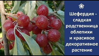 ❀ Шефердия – не только сладкая родственница облепихи, но и красивое декоративное растение