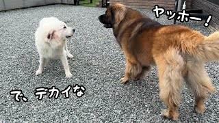 【脅威】40kgの超大型犬よりもはるかにデカイ犬を前にしても全く動じない２歳児がこちらです…｜グレートピレニーズ\u0026オールドイングリッシュシープドッグ\u0026トイプードル