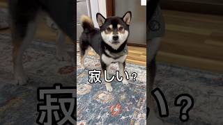 寂しい😞ぽっちゃりな柴犬とお姉ちゃんが遊んでます😅　#柴犬　#犬　#黒柴　#犬のいる暮らし #shorts