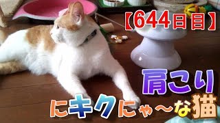 【644日目】肩こりにキクにゃ～な猫【かわいい・面白い】～The growth record of my cute cat, Nike day 644