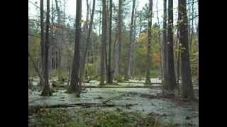 Rezerwat Lasy Naturalne Puszczy Białowieskiej