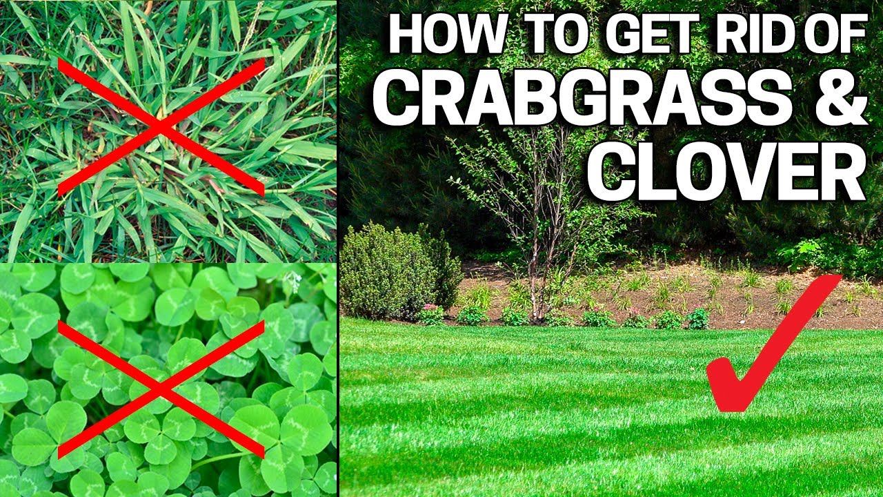 How To Get Rid Of Crabgrass And Save Your Beautiful Lawn - Effective ...