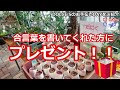 【多肉屋さん】 ＃ １５ dolce sのお手伝いday