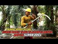 East Kalimantan Oil Palm Plantation ||  Pruning Using the New Egrek