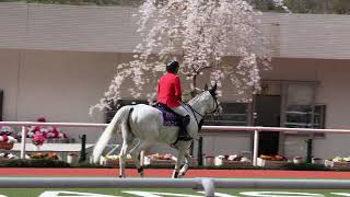 阪神競馬場 誘導馬 シロニイの速歩（はやあし）