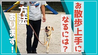 【#超簡単】落ち着いてお散歩する方法！子犬から出来る、基本の基本　#はじめてのお散歩のしつけ方#問題行動#拾い食い#引っ張り癖