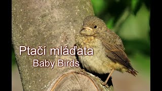 1466. Ptačí mláďata, Baby Birds 2