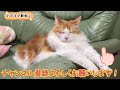 切り忘れていた猫の爪がとても伸びていたので起こして切りました【マリー（メインクーン）】