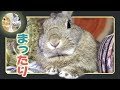 🐰まったり😌休憩中🐇【 ウサギのちゃび 】　2024年3月29日