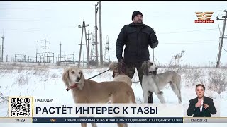 Генофонд тазы развивают в Павлодарской области