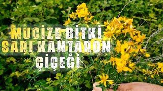 Şifalı Bitki Sarı Kantaron Çiçeği ve Kantaron Yağı -  Hypericum perforatum oil #kantaronyağı